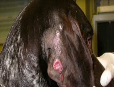 nanonew leishmaniosis img
